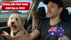 Driving with Pets? Check Australia’s 2025 Rules Before You Get Fined AUD $500
